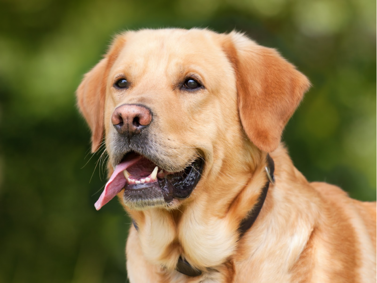 Read more about the article Labrador Retriever: Breed Information and Facts